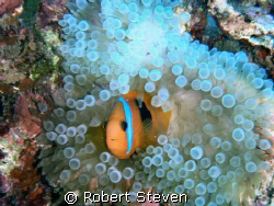 Clown Fish taken on the way to the Alora shipwreck at Hid... by Robert Steven 